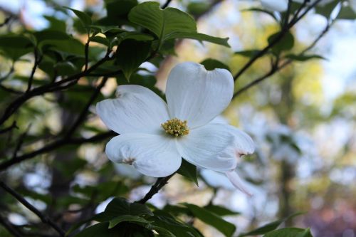 dogwood spring bloom