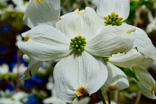 dogwood tree flower