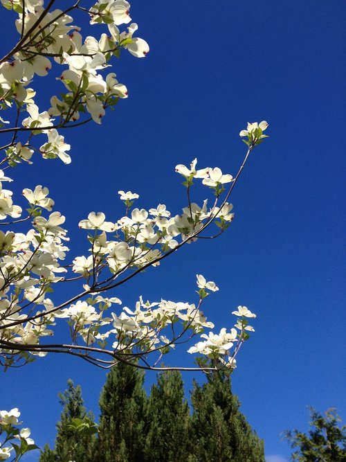 dogwood  blue  sky