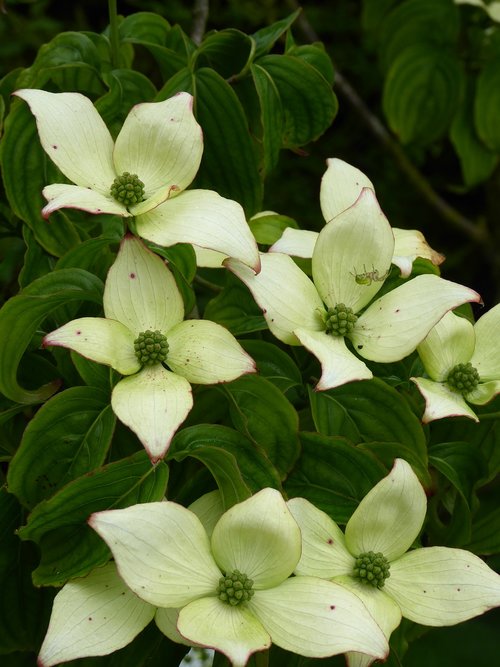 dogwood  cornus  tree