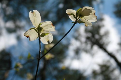 dogwood flower beautiful