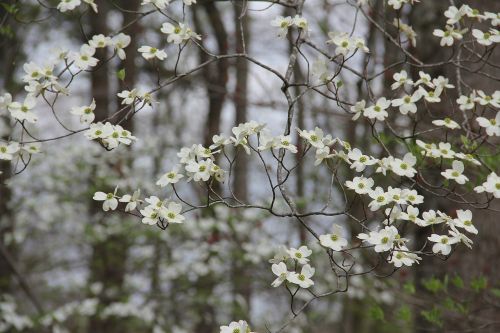 dogwood flowers spring