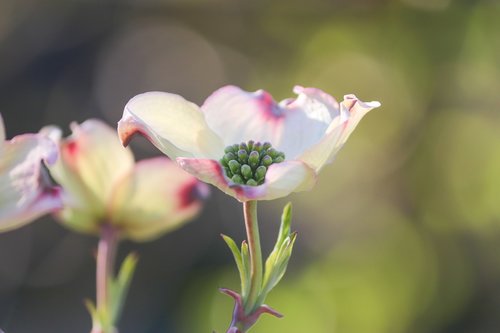 dogwood  ornamental shrub  bush