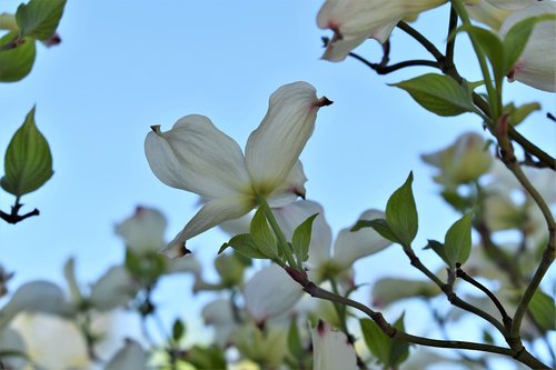 dogwood  bush  tree