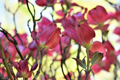 dogwood  bush  tree