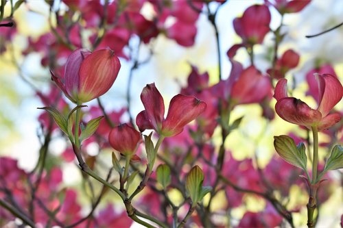 dogwood  bush  tree