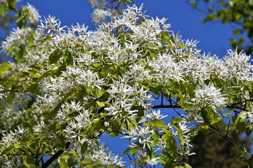 dogwood  tree  branch