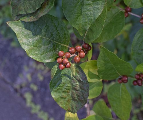 dogwood berries ripening dogwood berries