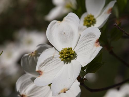 Dogwood Bloom