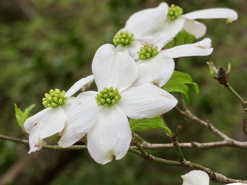 dogwood blooms  flowers  dogwood