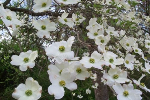 dogwood blossoms spring flower