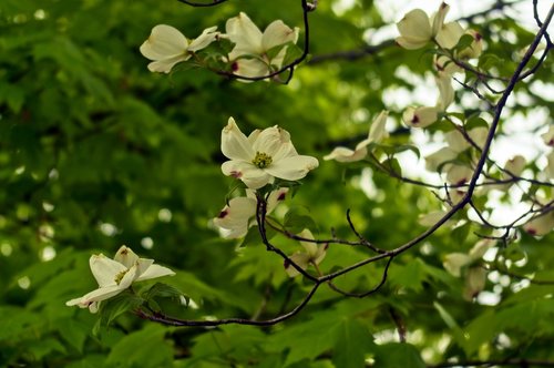 dogwood blossoms in arkansas  dogwood  blossom