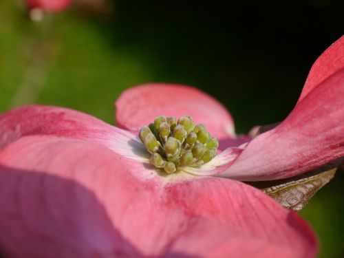 dogwood flower pink blossom