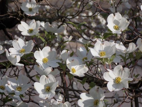 dogwood tree white flower dogwood