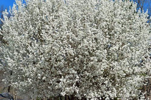 Dogwood Tree Flowers