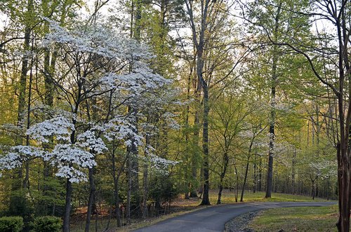 dogwoods  trees  woods