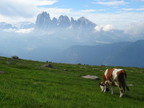 dolomites panorama cow