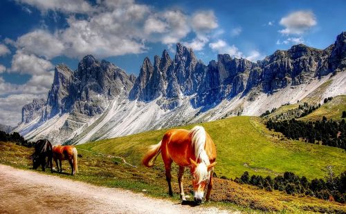 dolomites horses mountains