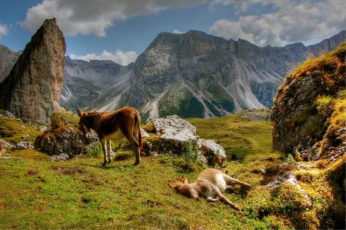 dolomites val gardena nature