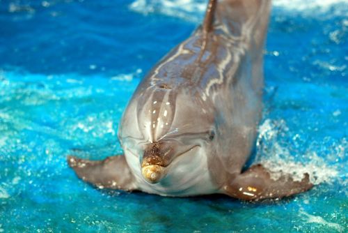 dolphin animal blue