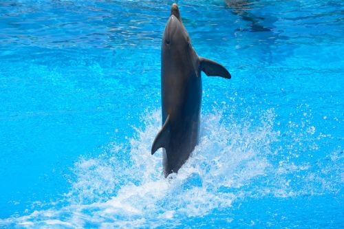 dolphin swim water