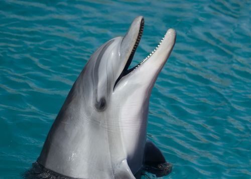 dolphin sea marine