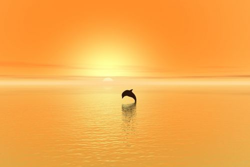 dolphin sunset sea