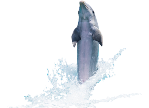 dolphin fish animal