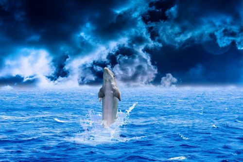 dolphin sea water