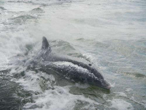 dolphin florida mammal