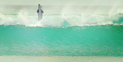 dolphin sea wave