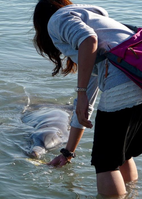 dolphin feeding cute