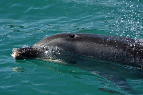 dolphin mammal marine mammals