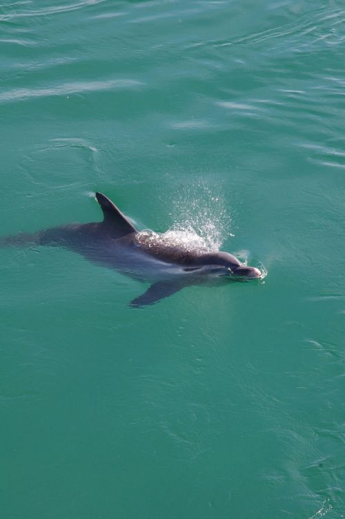 dolphin fish animal