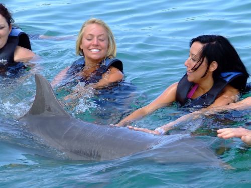 dolphin sea nature