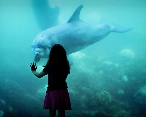 dolphin friens girl