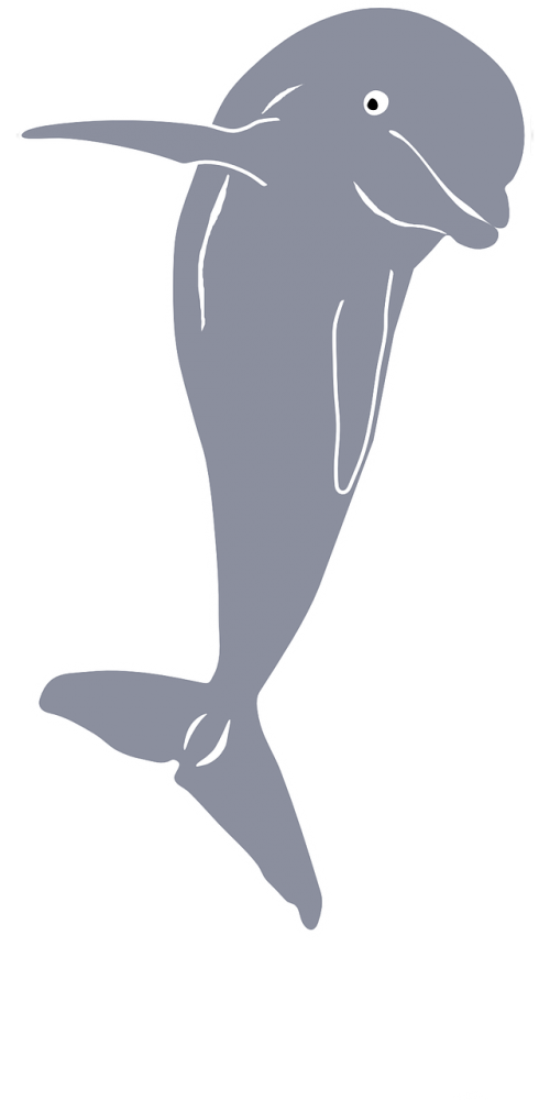dolphin mammal fish