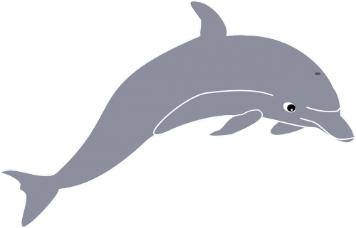 dolphin jumping animal