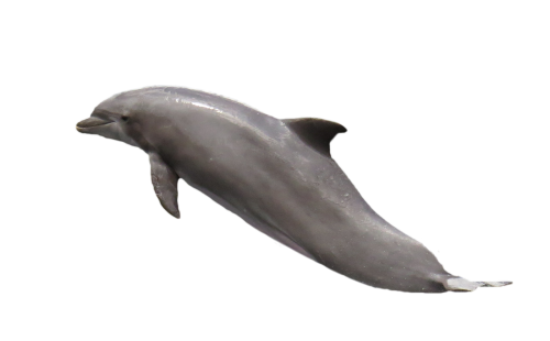 dolphin isolated marine mammals