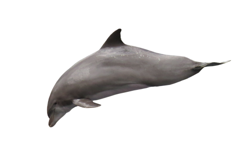 dolphin isolated marine mammals