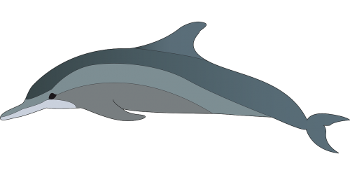 dolphin animal fish