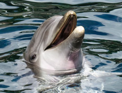 dolphin sea marine mammals