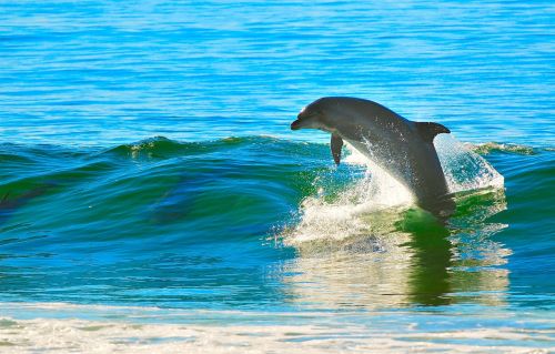 dolphin ocean wave