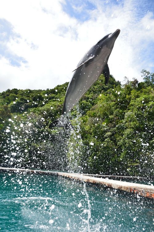 dolphin aquarium show