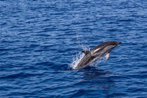 dolphin sea nature