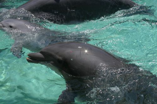 dolphin marine life aquatic