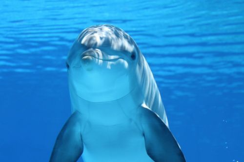 dolphin marine mammals water
