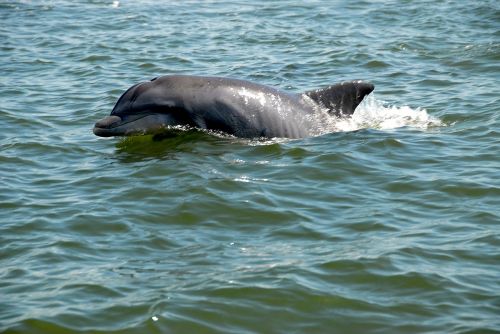 dolphin wildlife wild