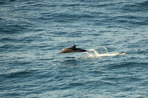 dolphin atlantic meeresbewohner