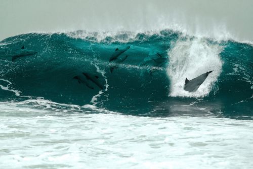 dolphin sea wave